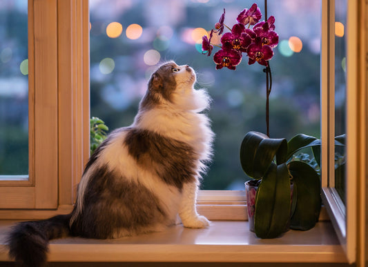 PET-FRIENDLY FLOWERS FOR YOUR HOME AND GARDEN