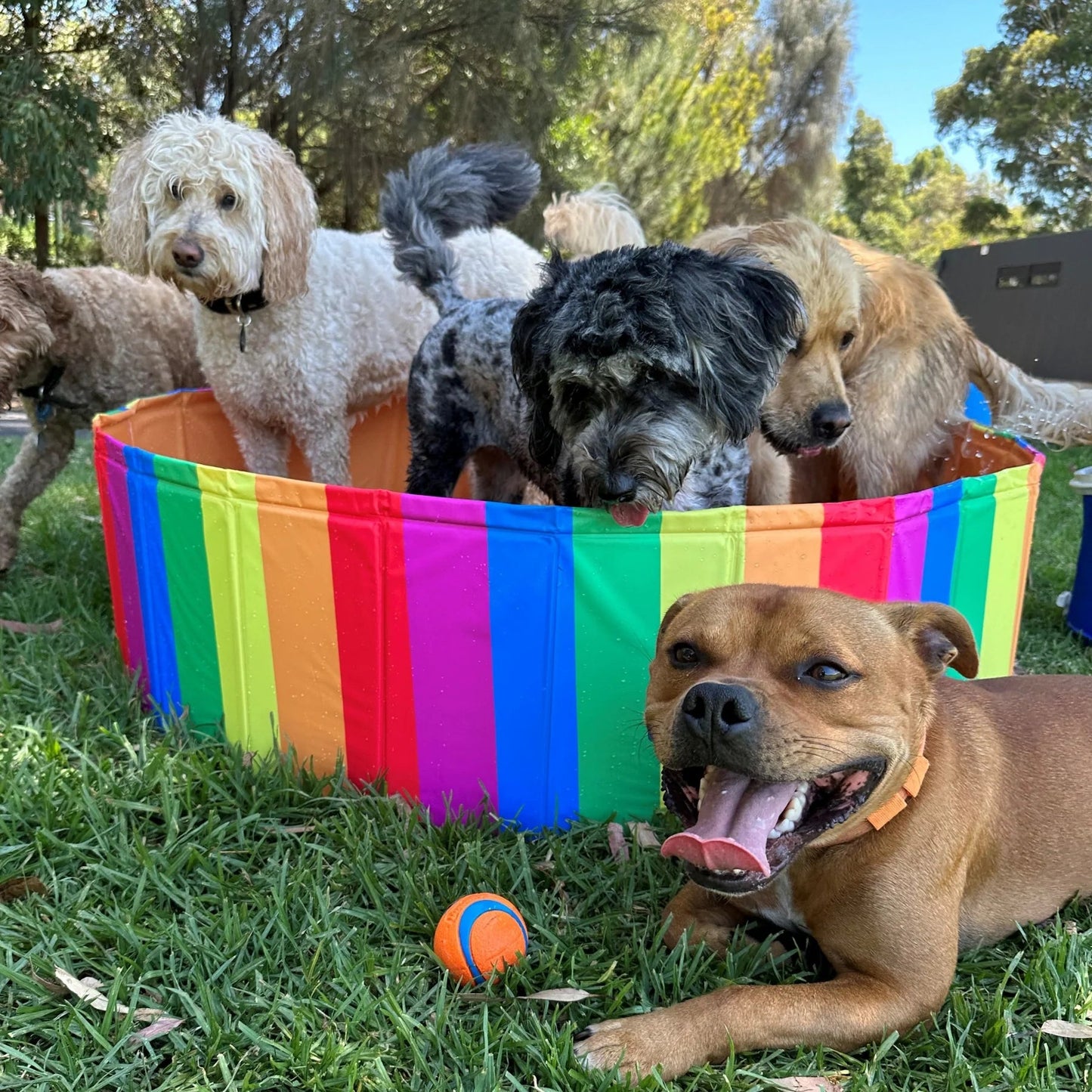 Charlie’s Portable Pet Pool – Rainbow Pride