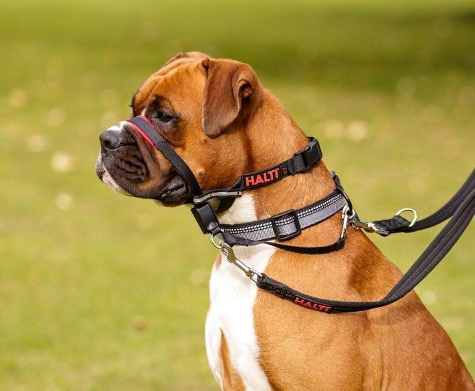 Company of Animals Halti Optifit Headcollar - Black
