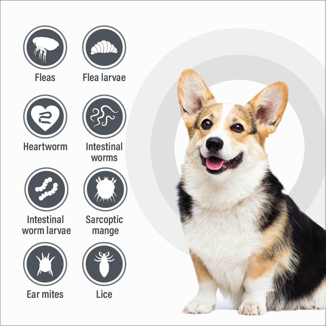 Talentcare Spot-on for Dogs 10 – 25kg