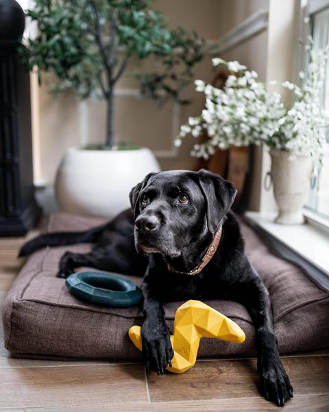 Zippy Paws ZippyTuff+ Emerald Ring Fetch & Tug Dog Toy