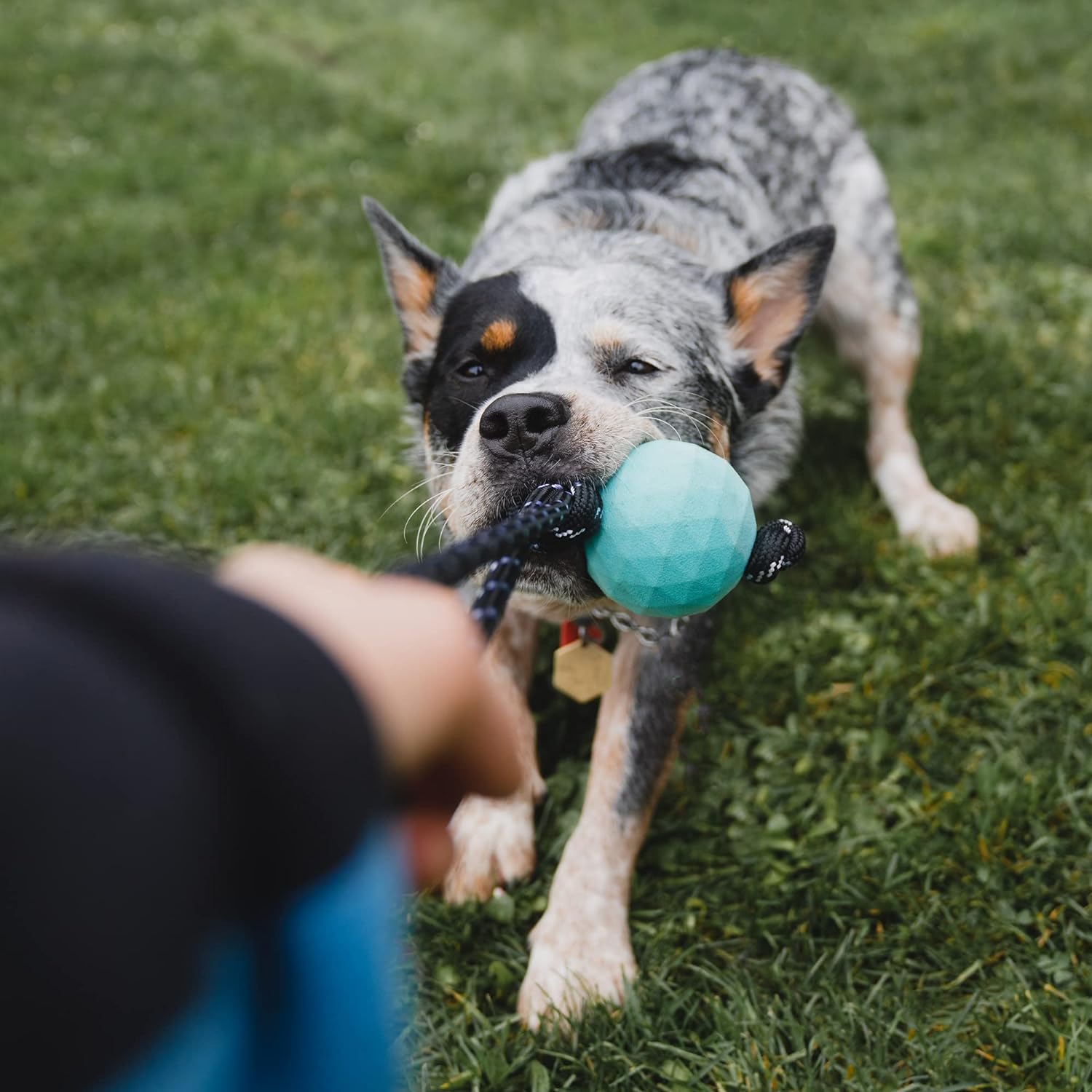 Zippy Paws ZippyTuff Waggle RopeTugz Babble Ball with Unpredictable Bounce