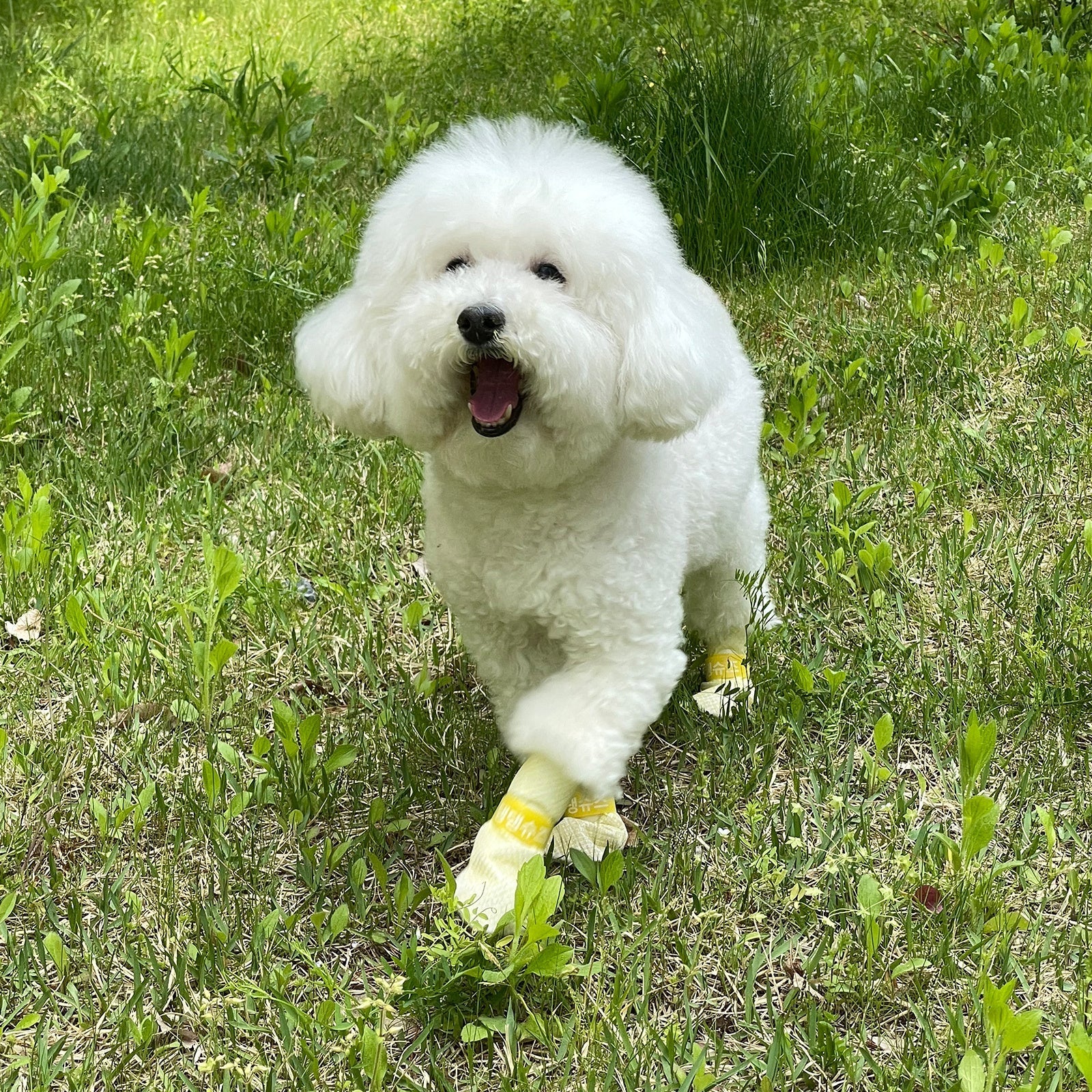 28pc Waterproof Anti-Slip Disposable Dog Shoes - Yellow - Extra-Small