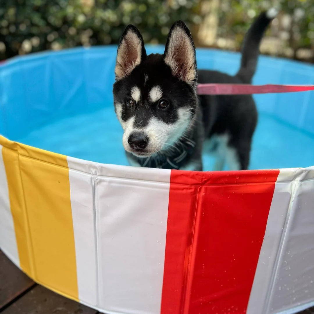 Charlie’s Portable Pet Pool – Beach Ball