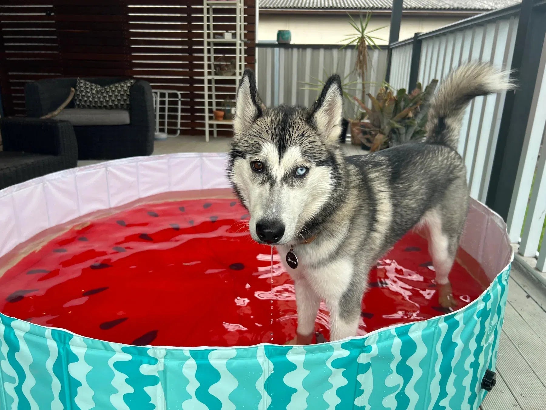 Charlie’s Portable Pet Pool – Watermelon