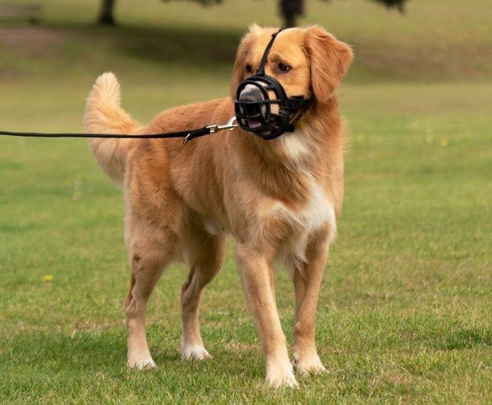 Company of Animals Baskerville Ultra Muzzle