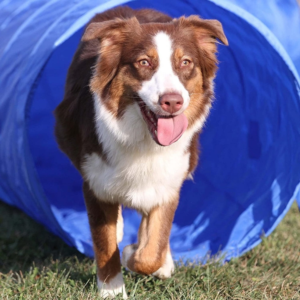 Floofi Dog Agility Training Set