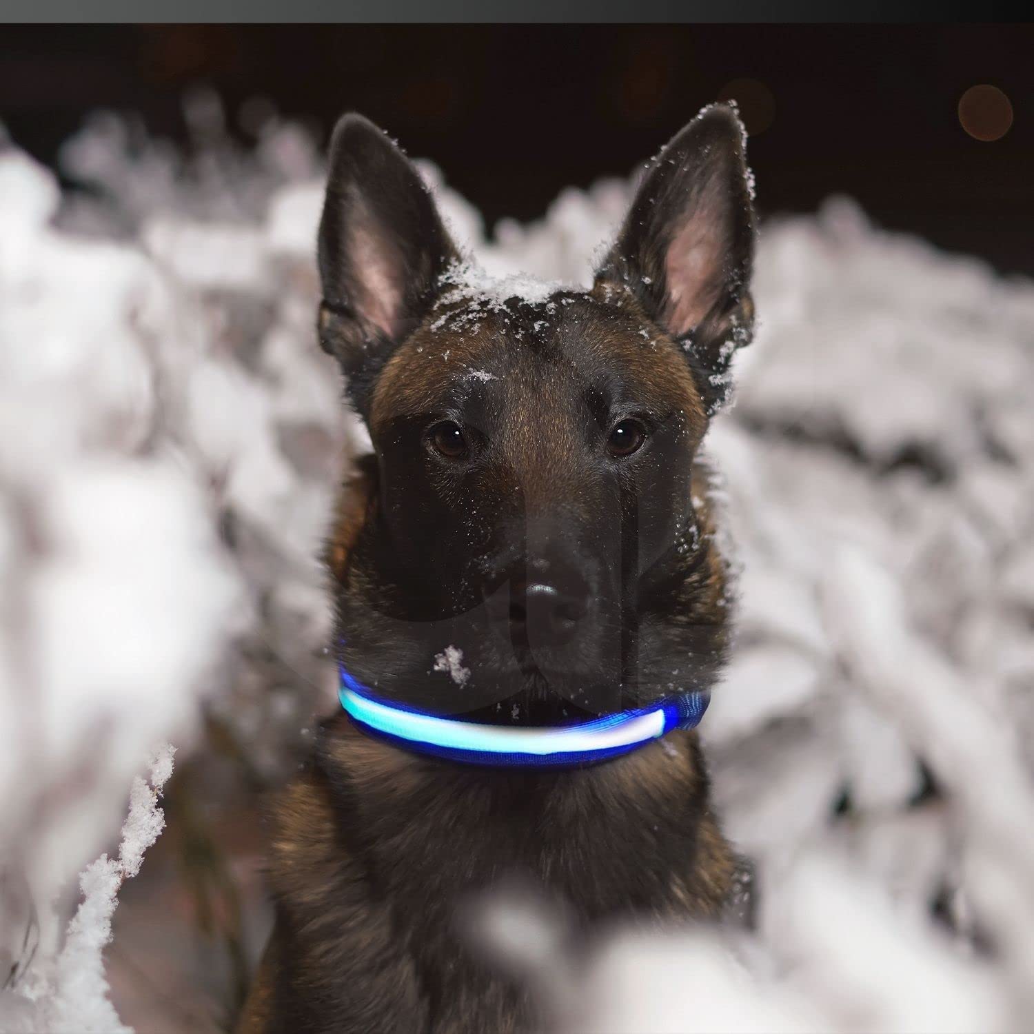 Floofi Solar USB Rechargeable LED Dog Collar (L Blue)