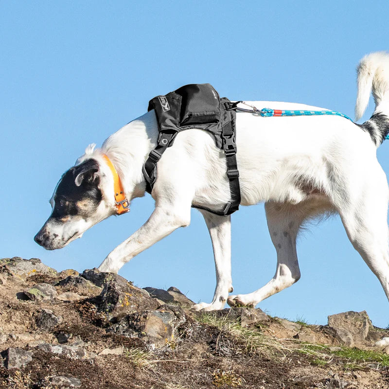 Kurgo Stash n’ Dash Harness