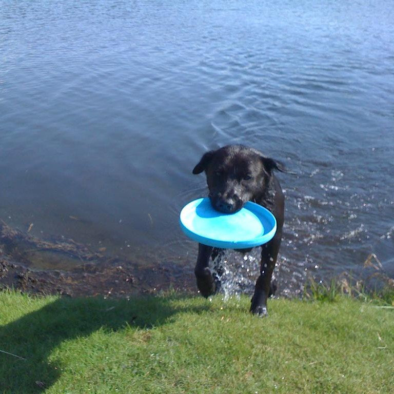 West Paw Zisc Flying Disc Fetch Dog Toy - Large - Blue