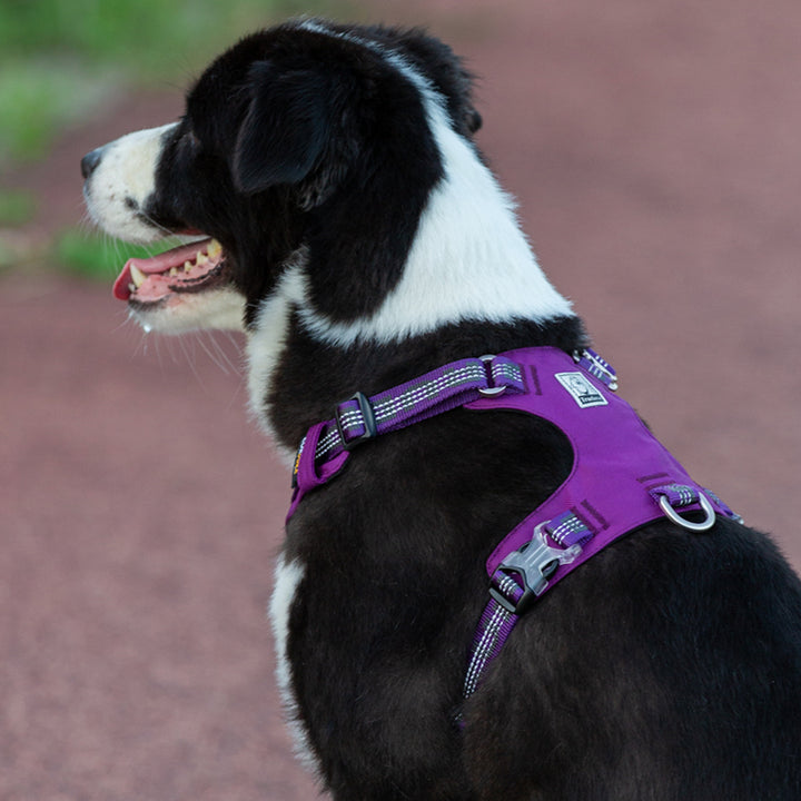 Lightweight 3M reflective Harness Purple XL