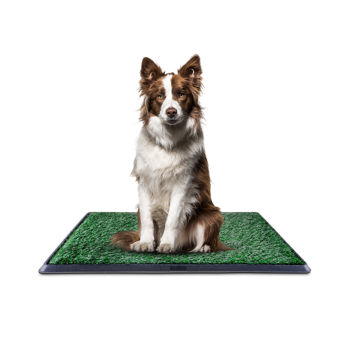 Pet Basic Odour Resistant Dog Potty Trainer 3 Layer System 76 x 50cm