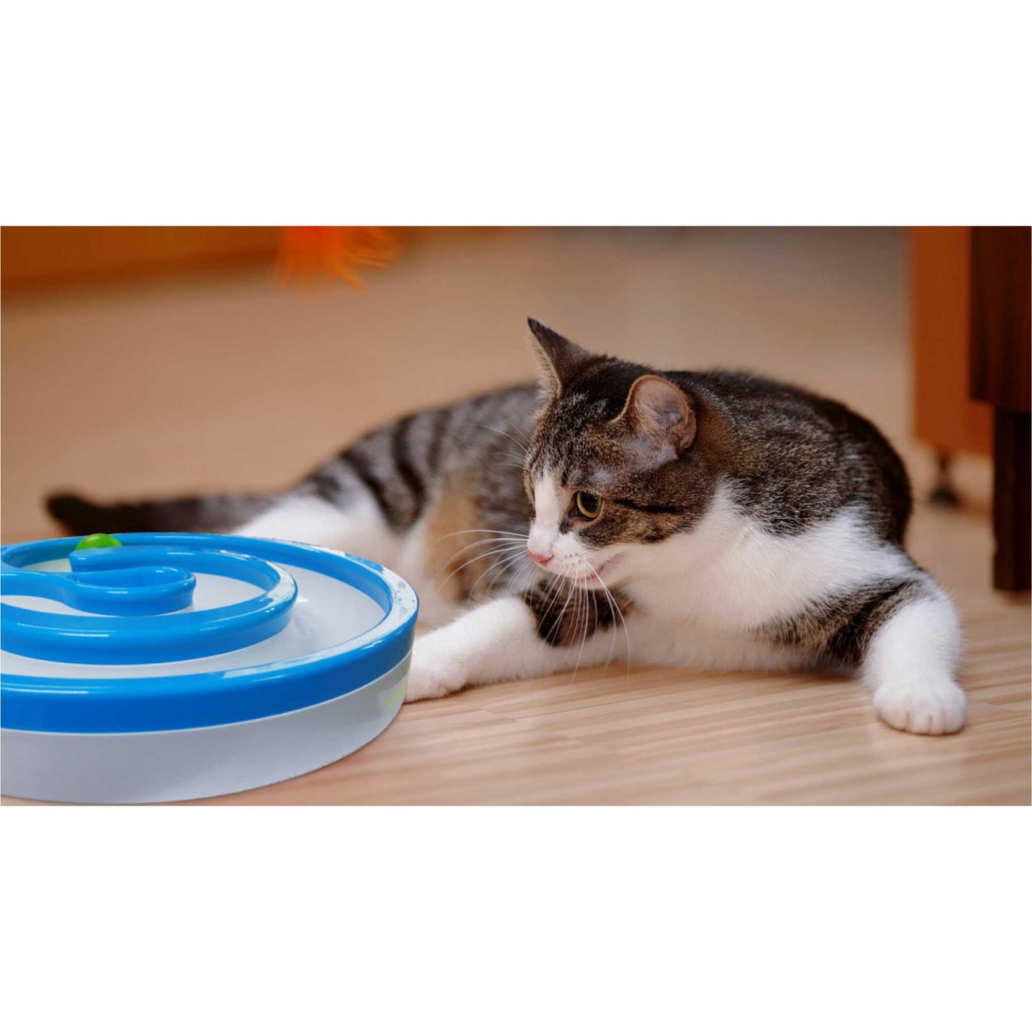 Interactive Cat Chase Toy Track Rolling Ball with LED & Sound